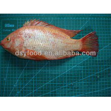 Frozen Red Tilapia